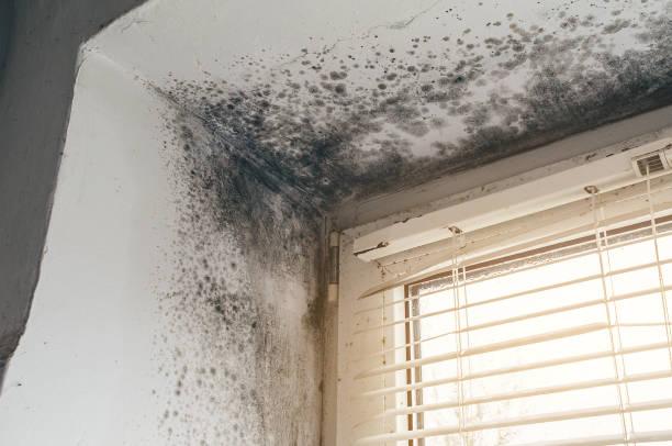 Affordable Basement Mold Removal solutions in Ferndale, MD