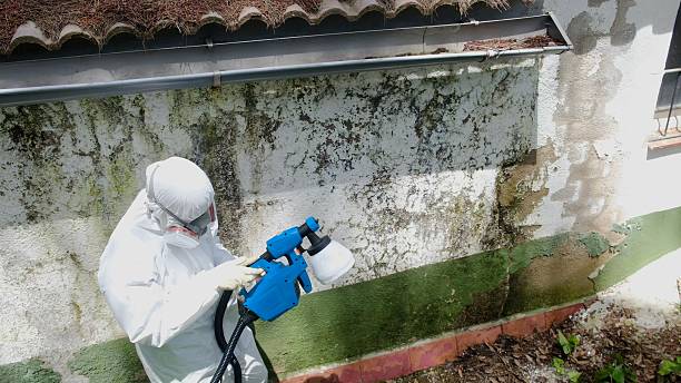Trusted Attic Mold Removal service in Ferndale, MD - Cheap Mold Removal